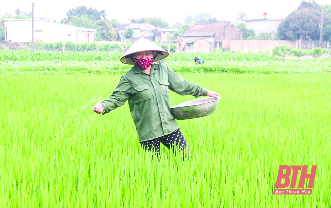 You are currently viewing 1.014 ha lúa bị nhiễm bệnh khô vằn