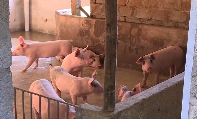 You are currently viewing 5 huyện trên địa bàn tỉnh Thanh Hóa đã xuất hiện dịch tả lợn châu Phi